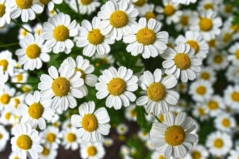 Chamomile Herb